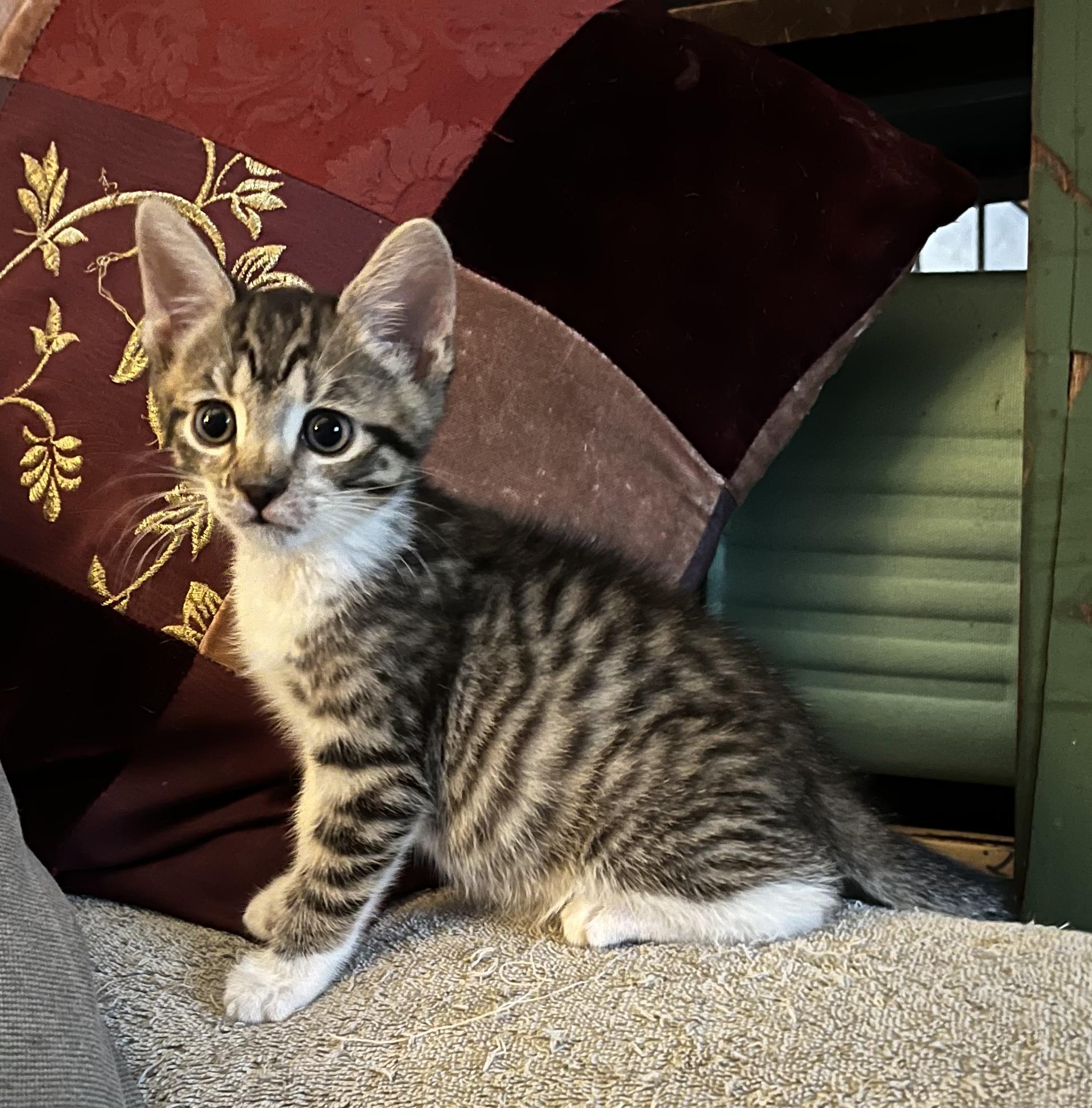 Enlarge Timothy, a Adopted Domestic Short Hair in Jersey City, NJ image 4/5