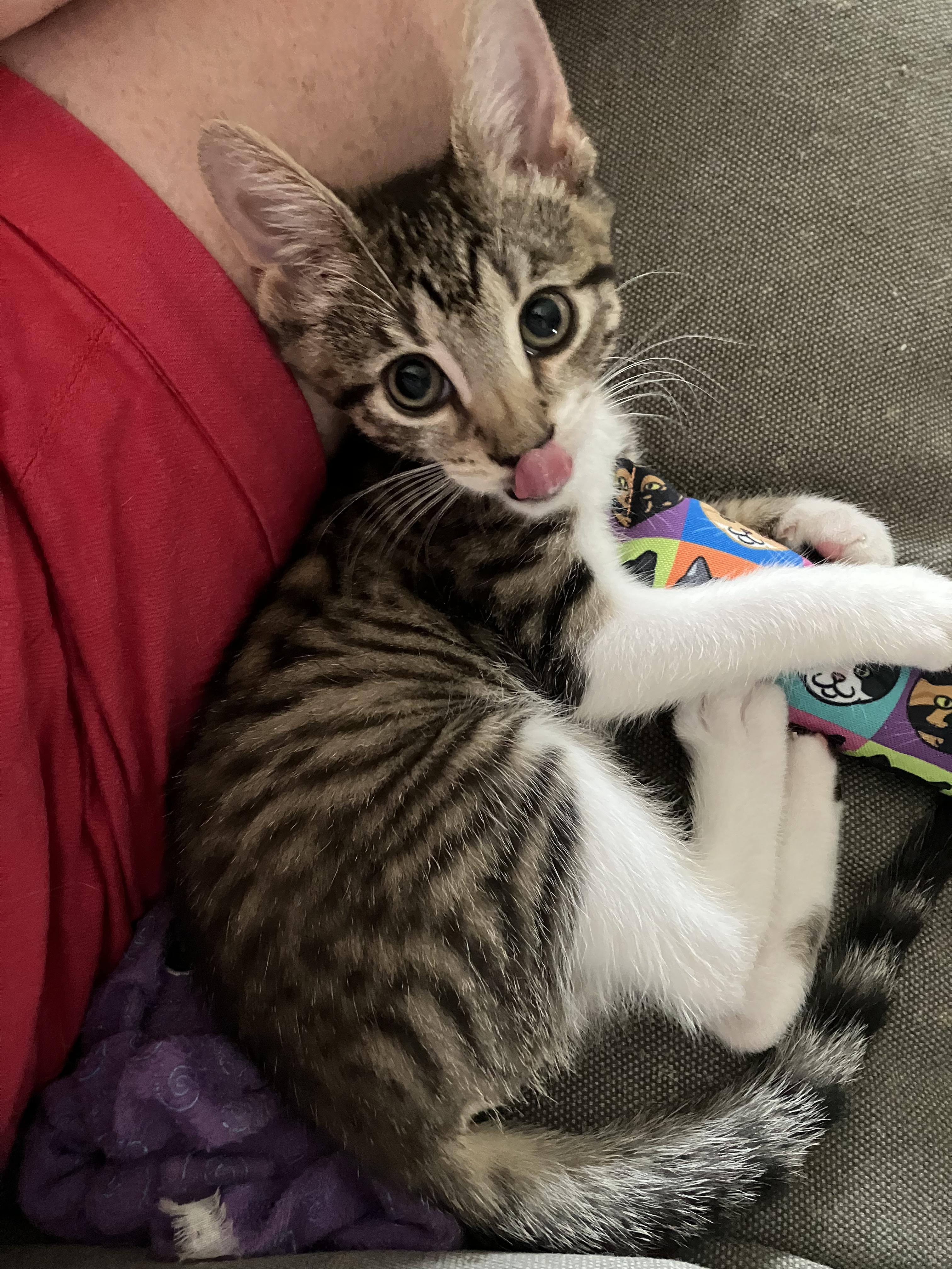 Enlarge Timothy, a Adopted Domestic Short Hair in Jersey City, NJ image 5/5