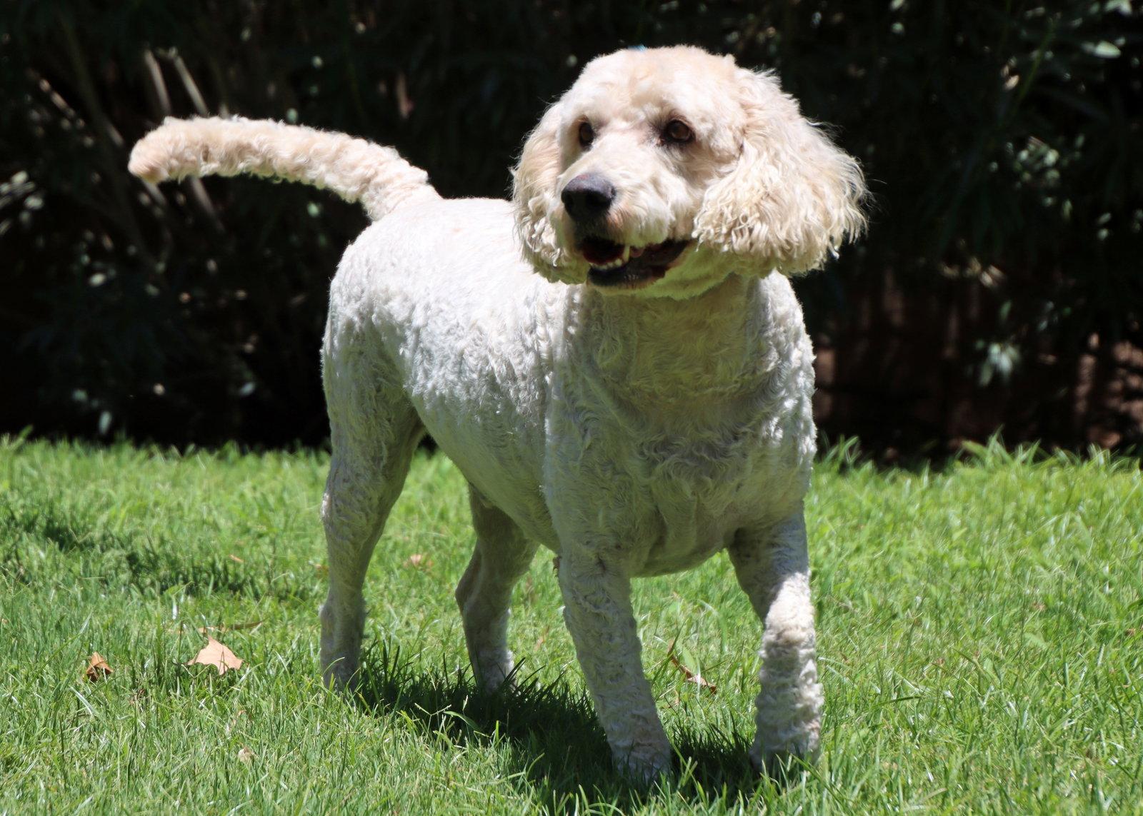 Arlo, Adoptable, Adult Male Golden Retriever & Poodle.
