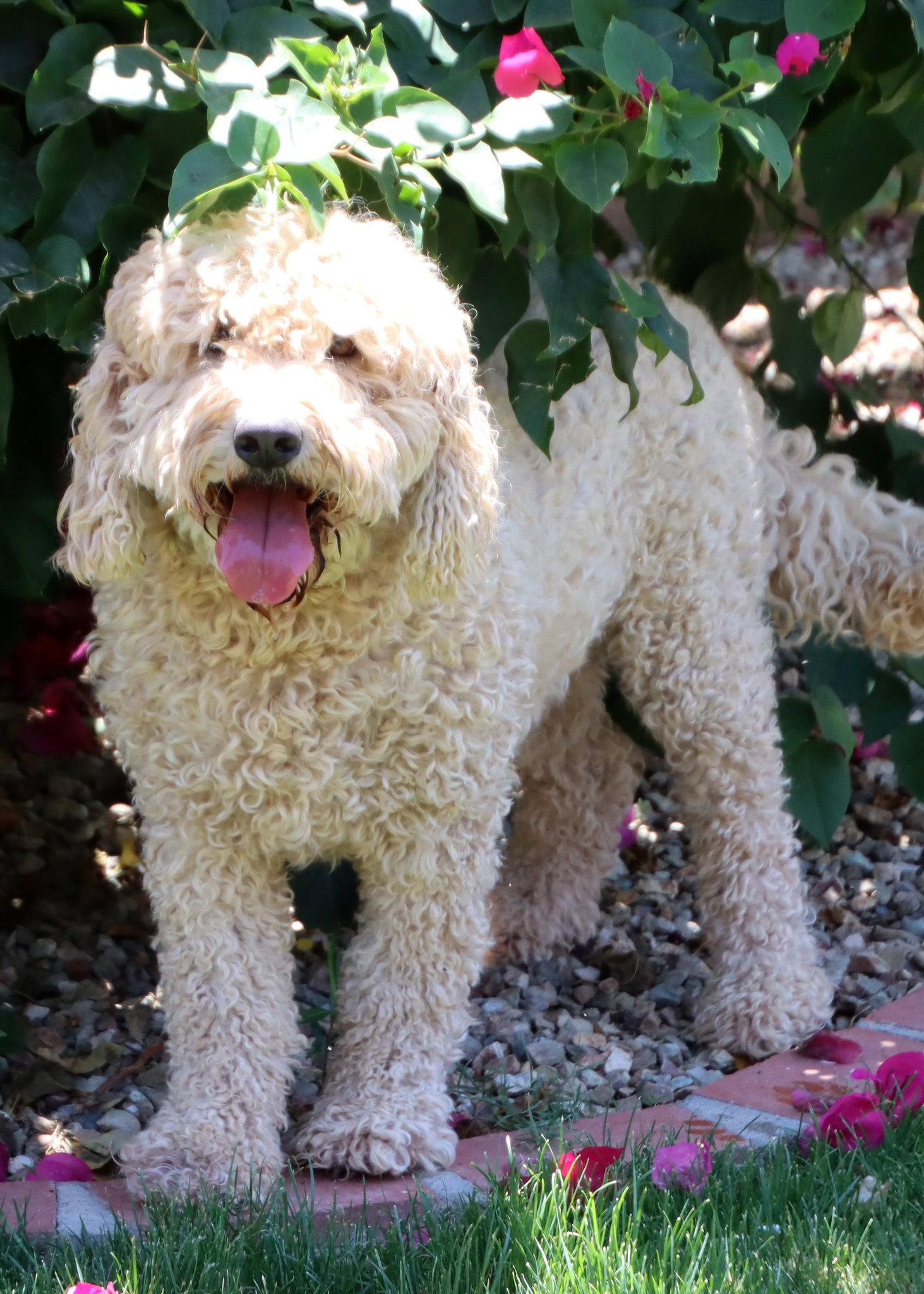 Arlo, a Adoptable mixed breed in Glendale, AZ image 2/3