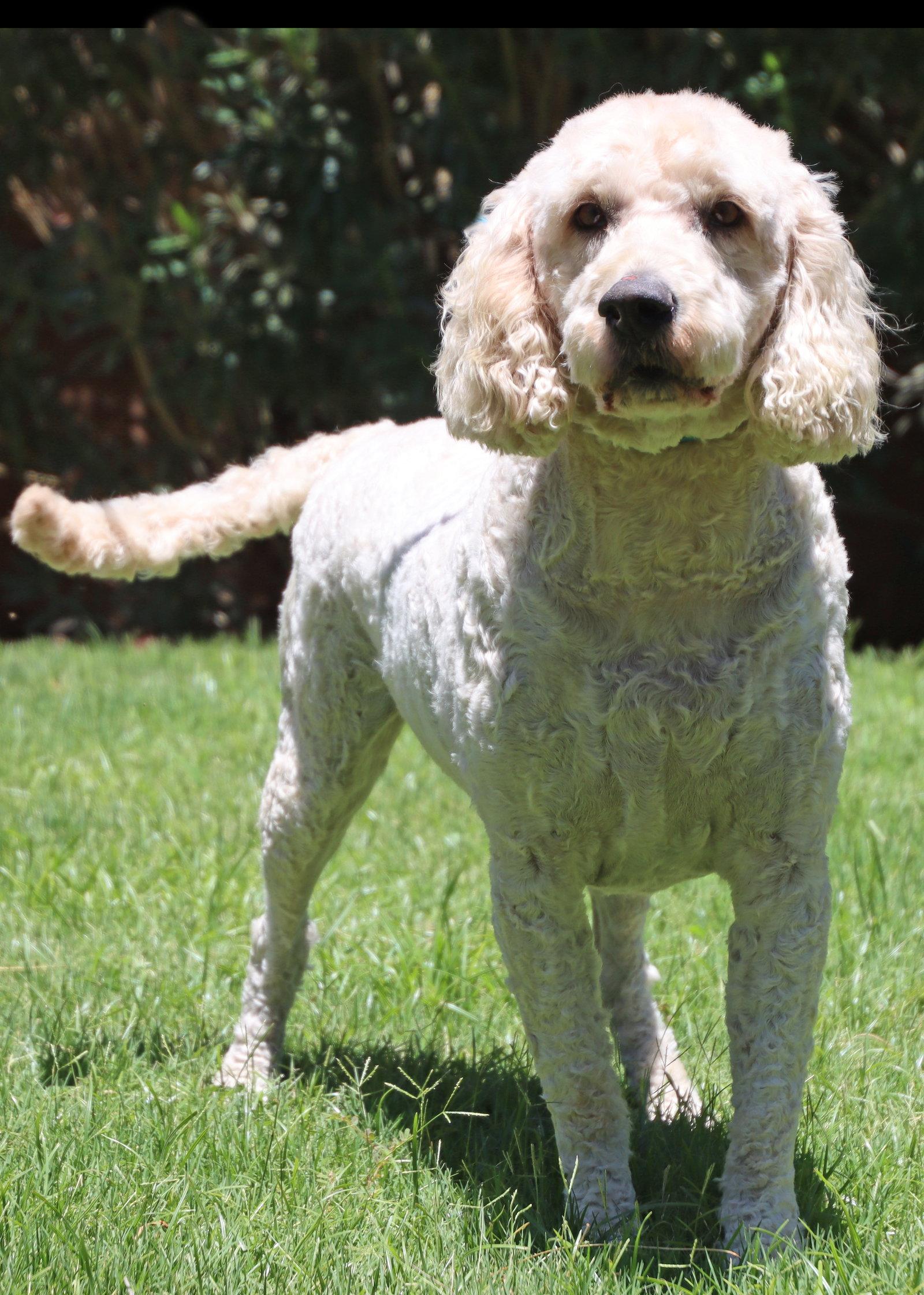 Arlo, a Adoptable mixed breed in Glendale, AZ image 3/3