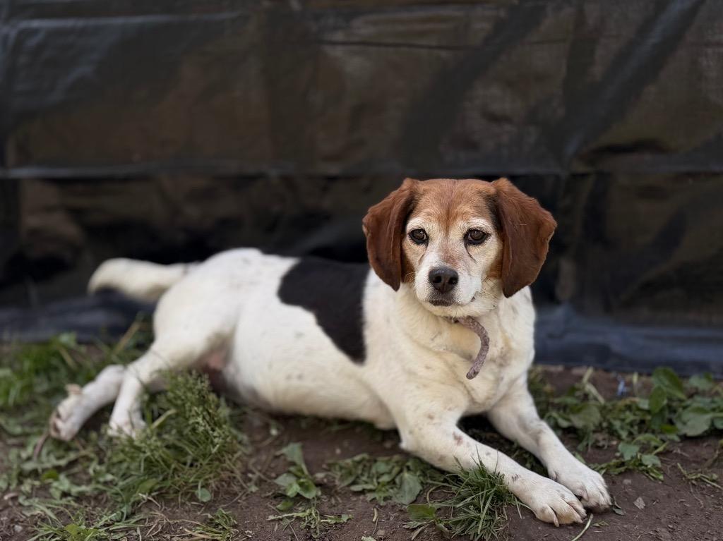 Bertha **Bonded with Phyllis**, Adoptable, Senior Female Beagle.