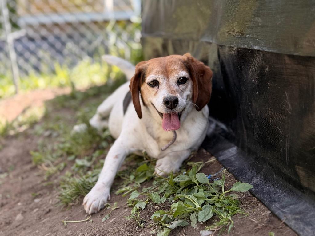 Enlarge Bertha **Bonded with Phyllis**, a Adoptable Beagle in Peru, NY image 2/4