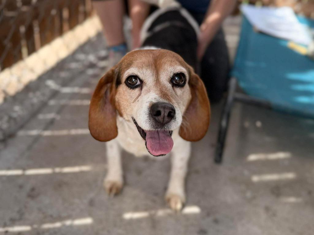 Enlarge Bertha **Bonded with Phyllis**, a Adoptable Beagle in Peru, NY image 3/4