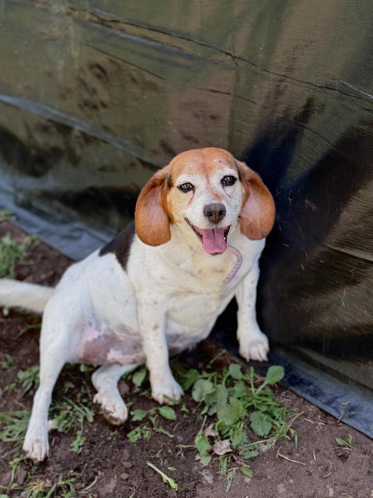 Enlarge Bertha **Bonded with Phyllis**, a Adoptable Beagle in Peru, NY image 4/4