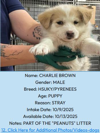 Charlie Brown, an adoptable Great Pyrenees, Husky in Portales, NM, 88130 | Photo Image 1