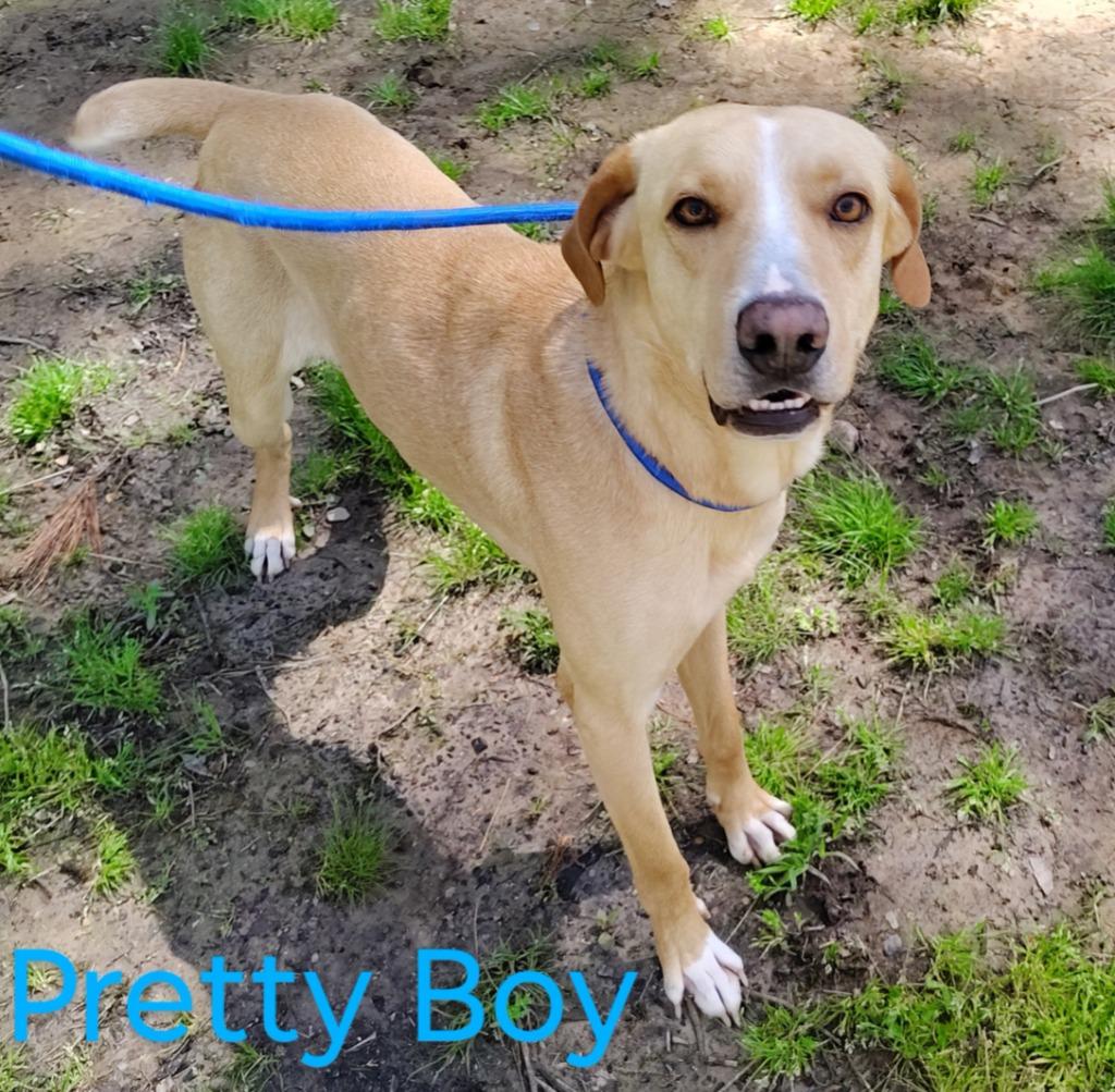 Pretty Boy, Adopted, Adult Male Hound & Yellow Labrador Retriever.