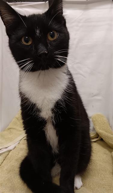 JULIAN, Adoptable, Young Male Domestic Short Hair.