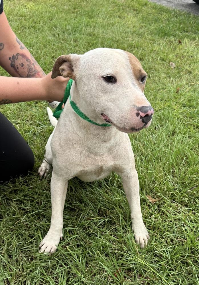 Noble, a Adoptable American Bulldog in Troy, AL image 1/4