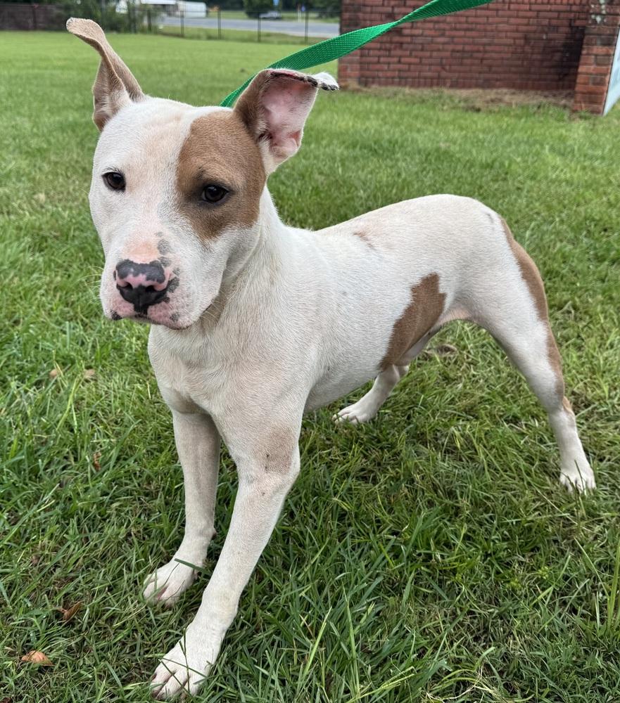 Noble, a Adoptable American Bulldog in Troy, AL image 2/4