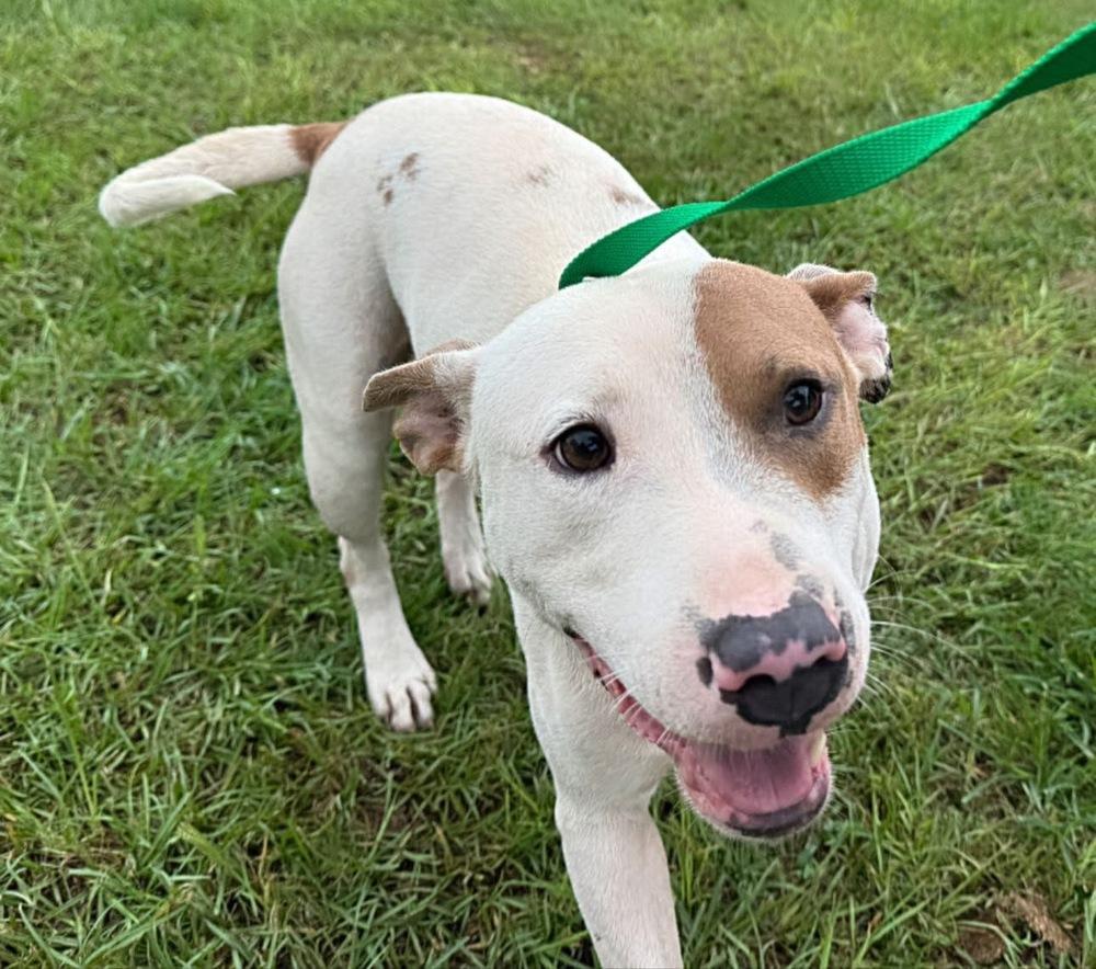 Noble, a Adoptable American Bulldog in Troy, AL image 3/4