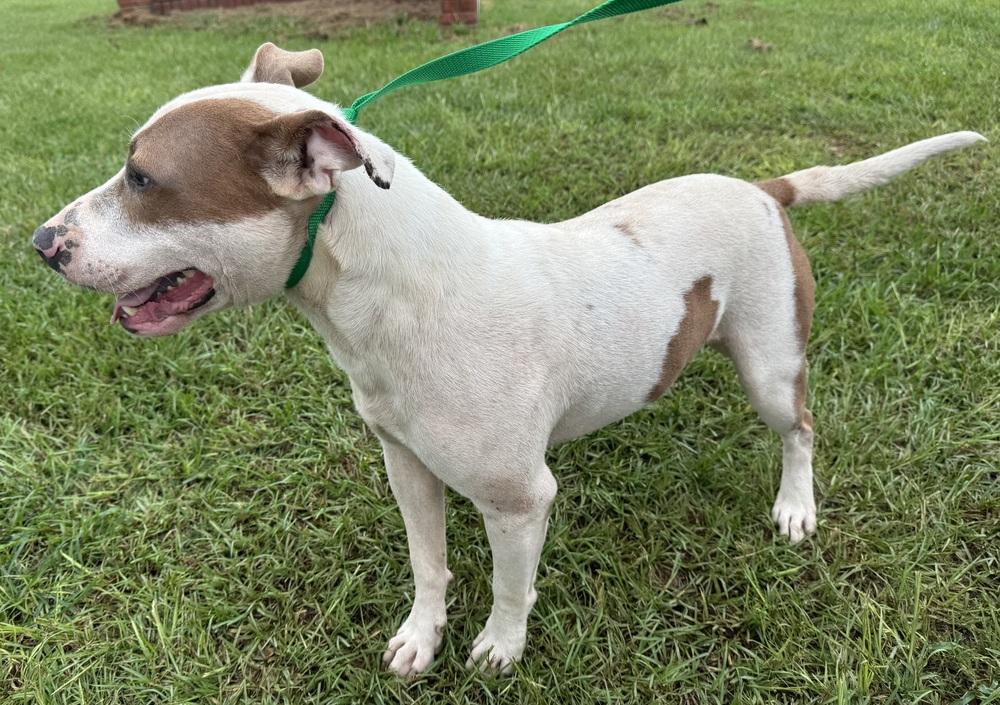 Noble, a Adoptable American Bulldog in Troy, AL image 4/4