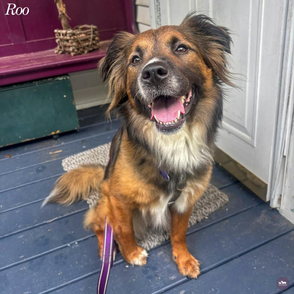 Roo, Adoptable, Adult Female Australian Shepherd & Mixed Breed.
