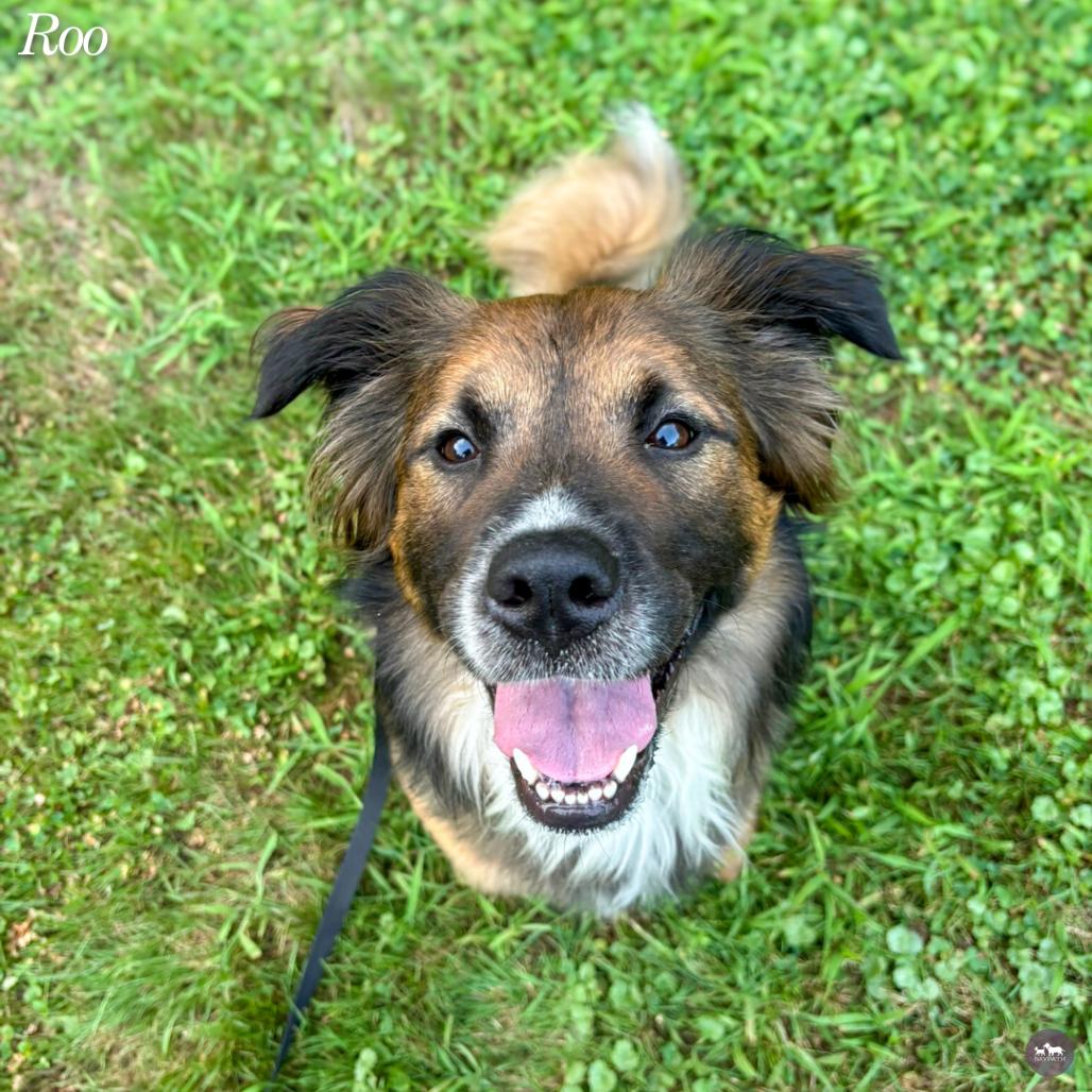 Enlarge Roo, a Adoptable mixed breed in Hopkinton, MA image 2/6