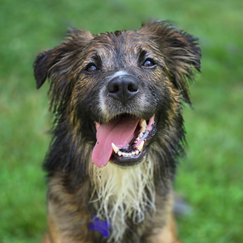Enlarge Roo, a Adoptable mixed breed in Hopkinton, MA image 3/6
