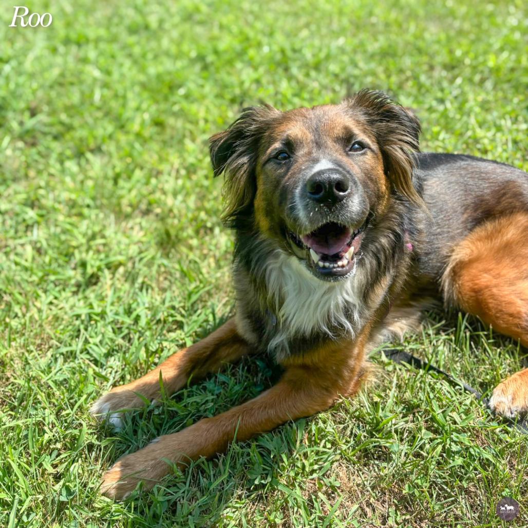 Enlarge Roo, a Adoptable mixed breed in Hopkinton, MA image 4/6