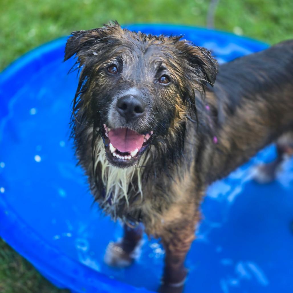Enlarge Roo, a Adoptable mixed breed in Hopkinton, MA image 5/6