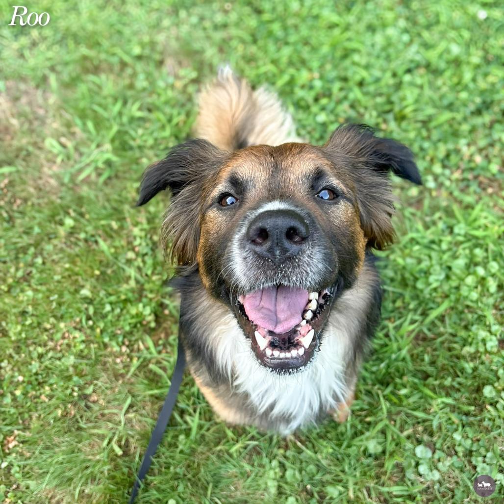 Enlarge Roo, a Adoptable mixed breed in Hopkinton, MA image 6/6
