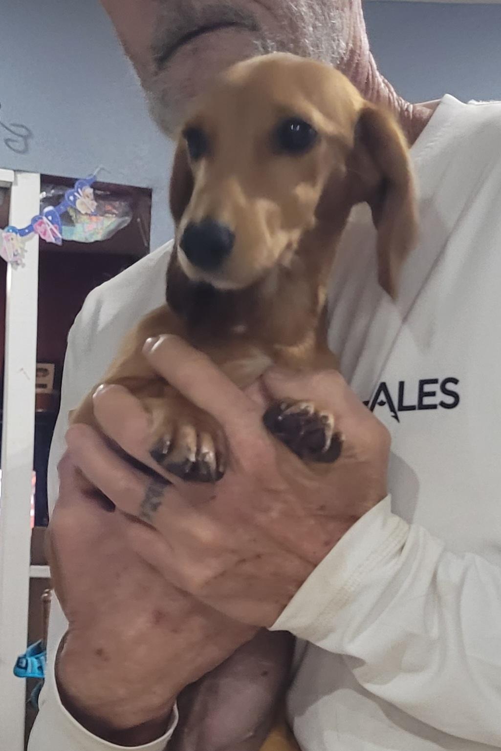 Sonnet, Adopted, Puppy Female Dachshund & Beagle.