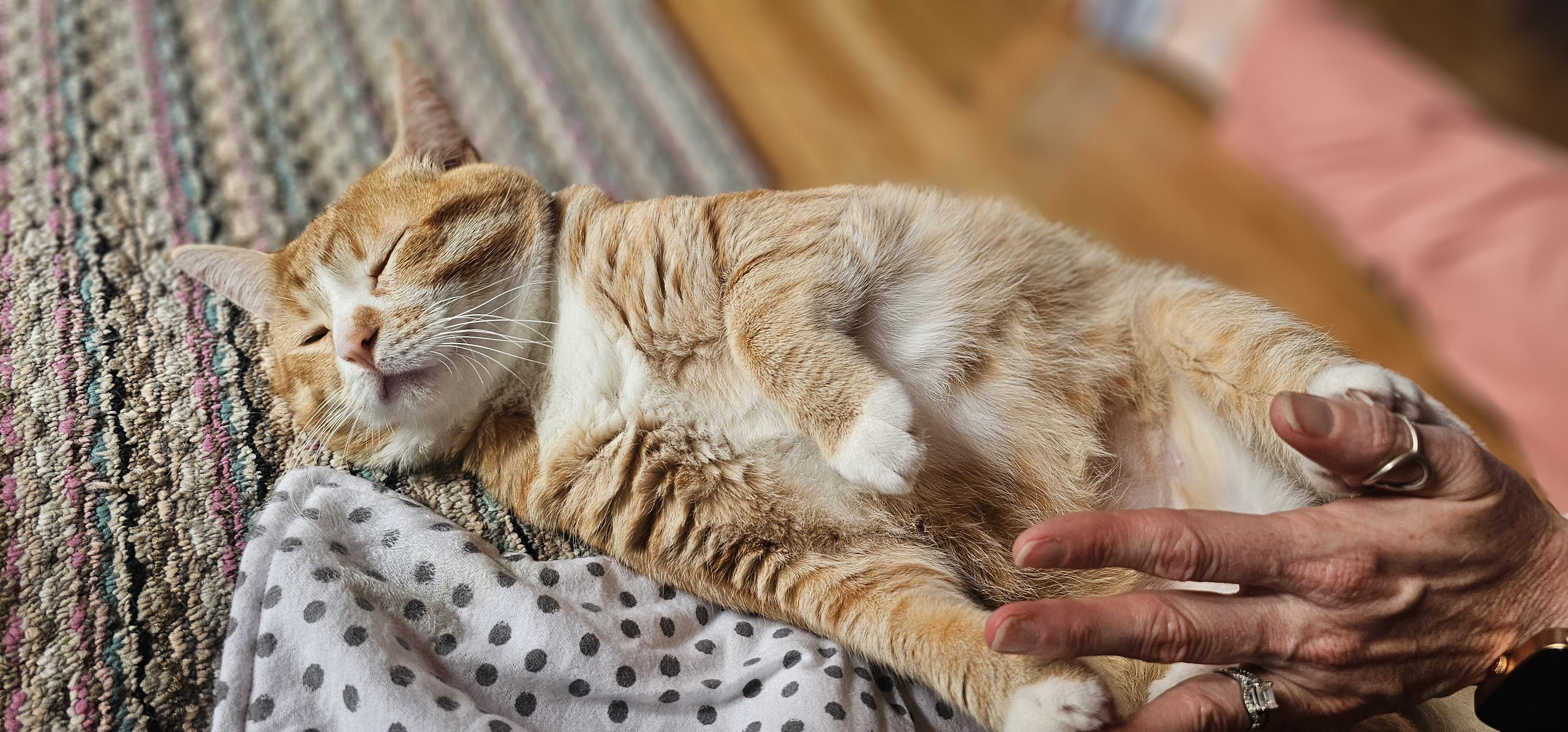 Enlarge DOUG, an adoptable American Shorthair in Pinedale, WY image 6/6
