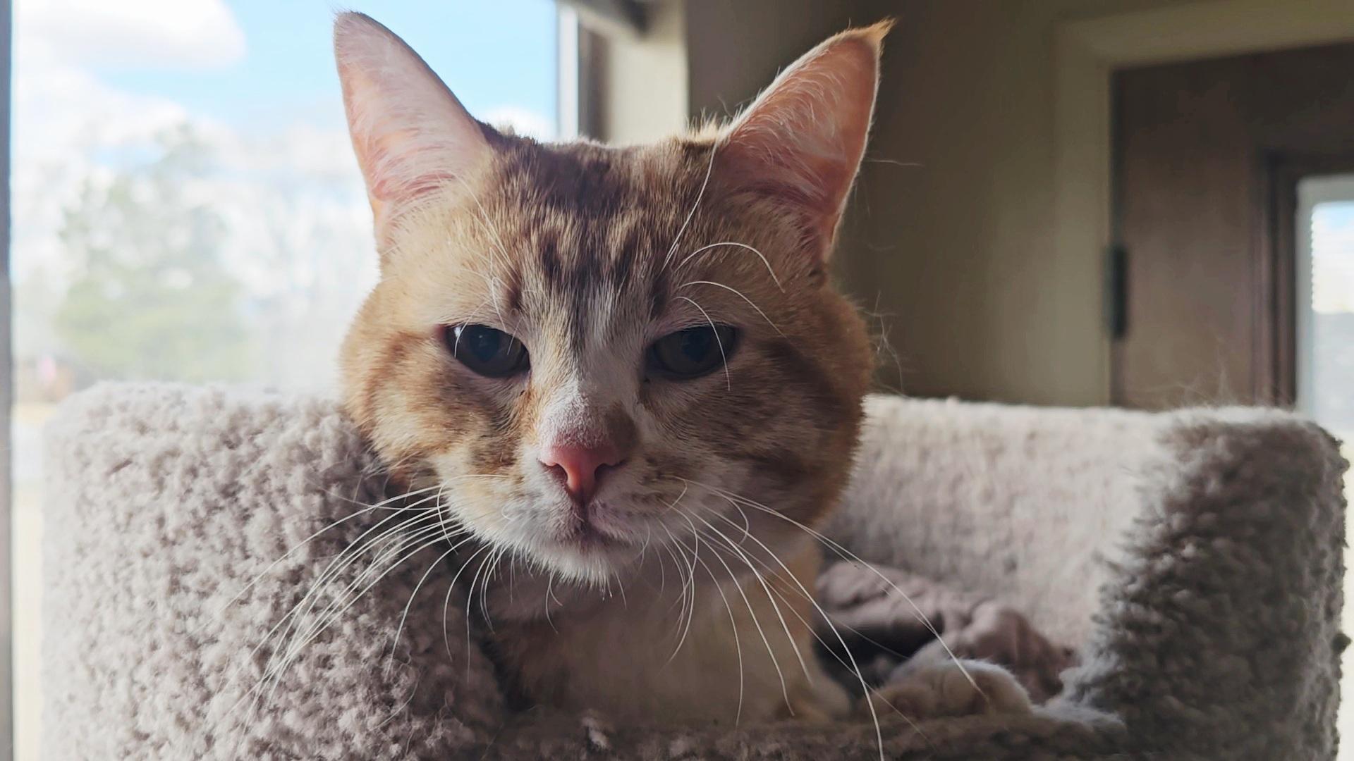 Doug, adoptable, Adult Male American Shorthair.
