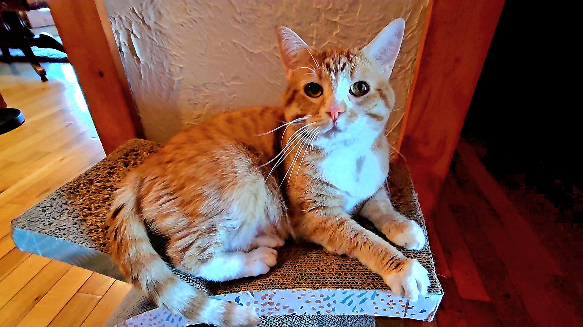 DOUG, adoptable, Adult Male American Shorthair.