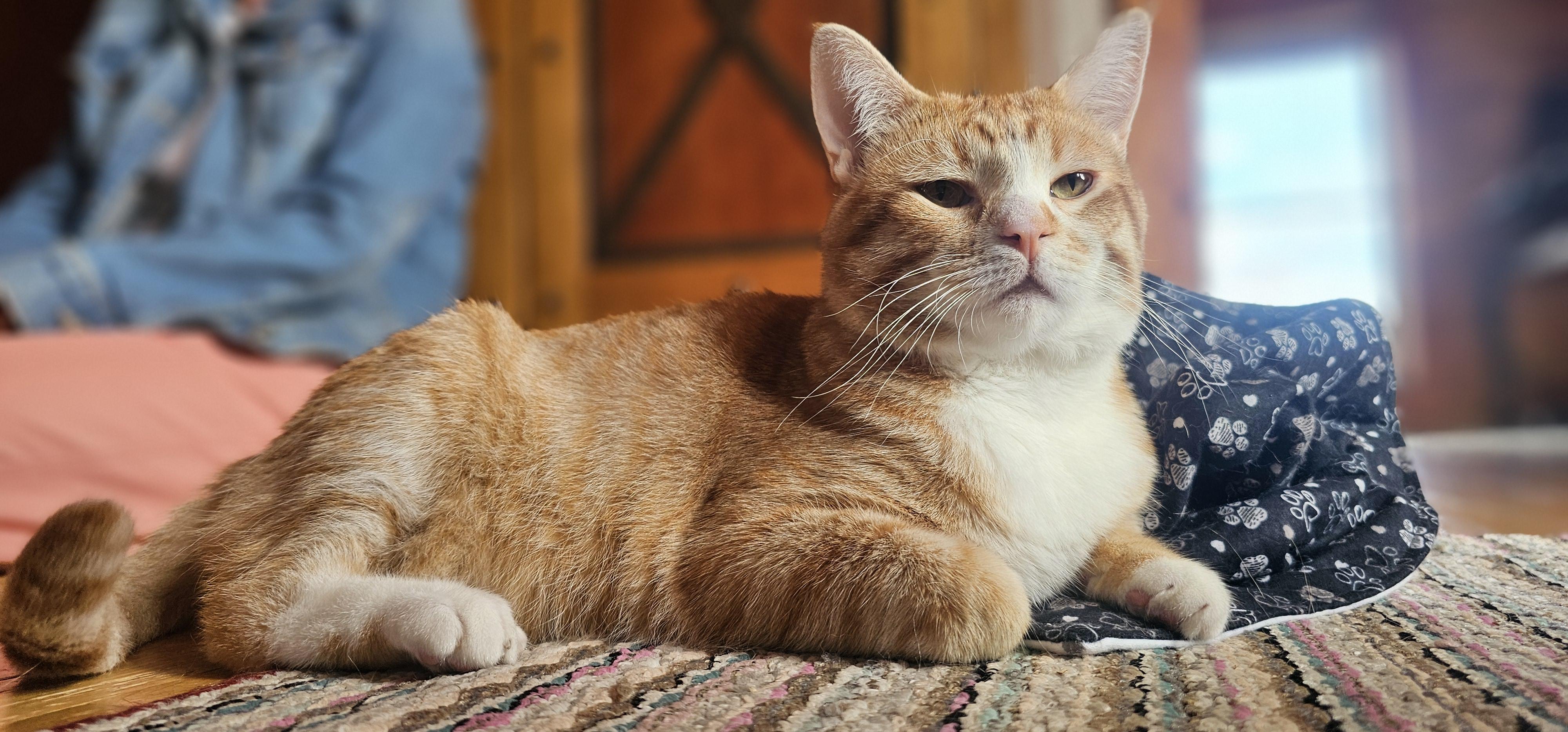 Enlarge DOUG, an adoptable American Shorthair in Pinedale, WY image 1/6