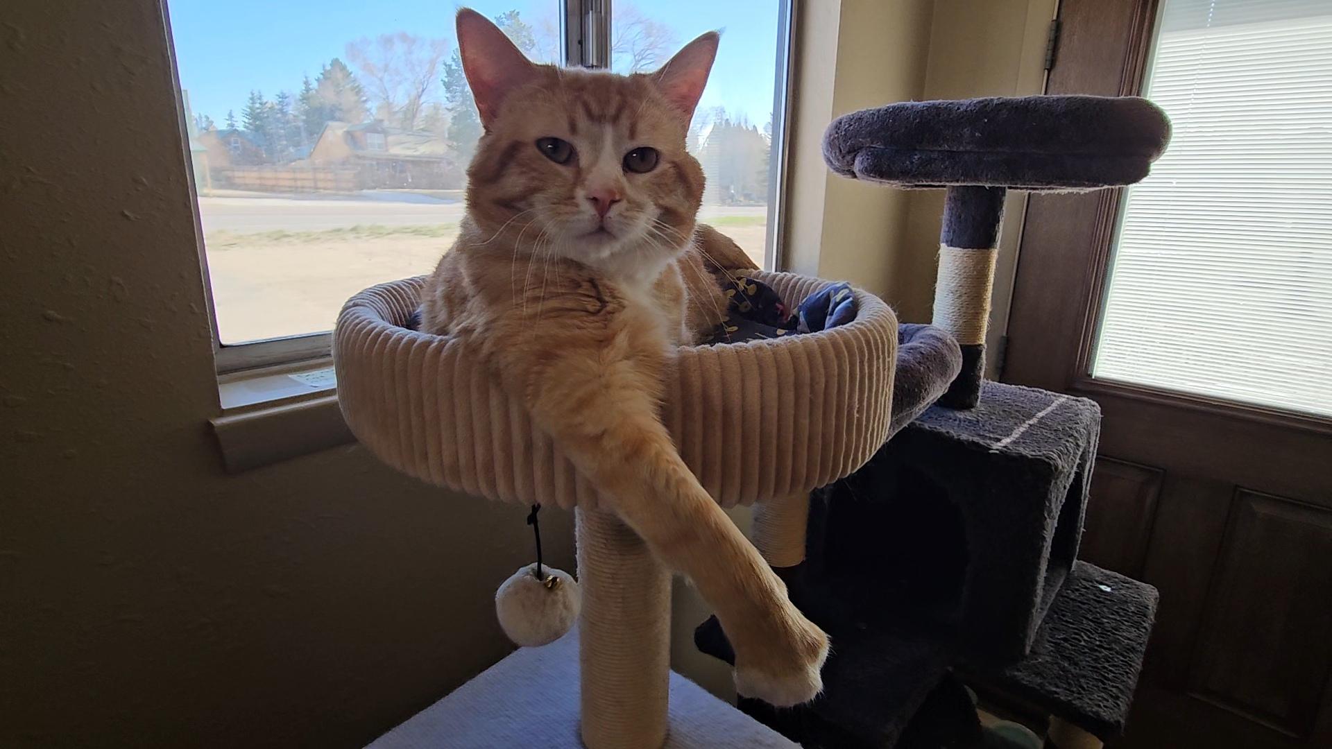 Doug, an adoptable American Shorthair in Pinedale, WY image 4/5