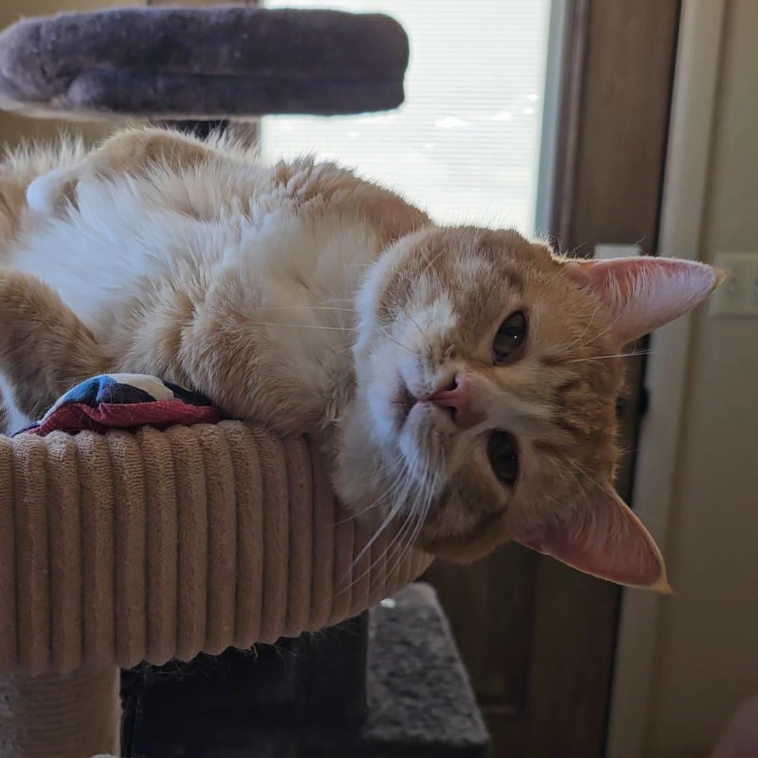DOUG, adoptable, Adult Male American Shorthair.