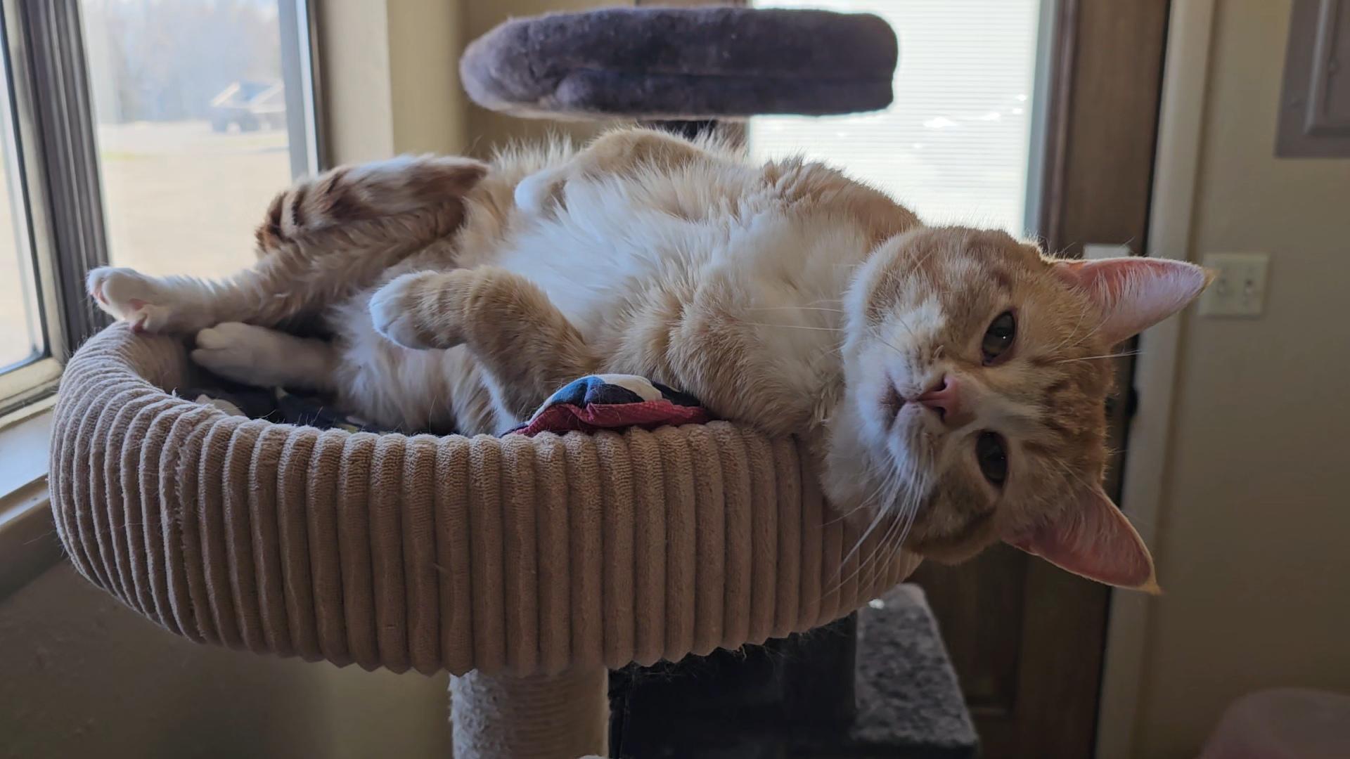 Doug, an adoptable American Shorthair in Pinedale, WY image 3/5