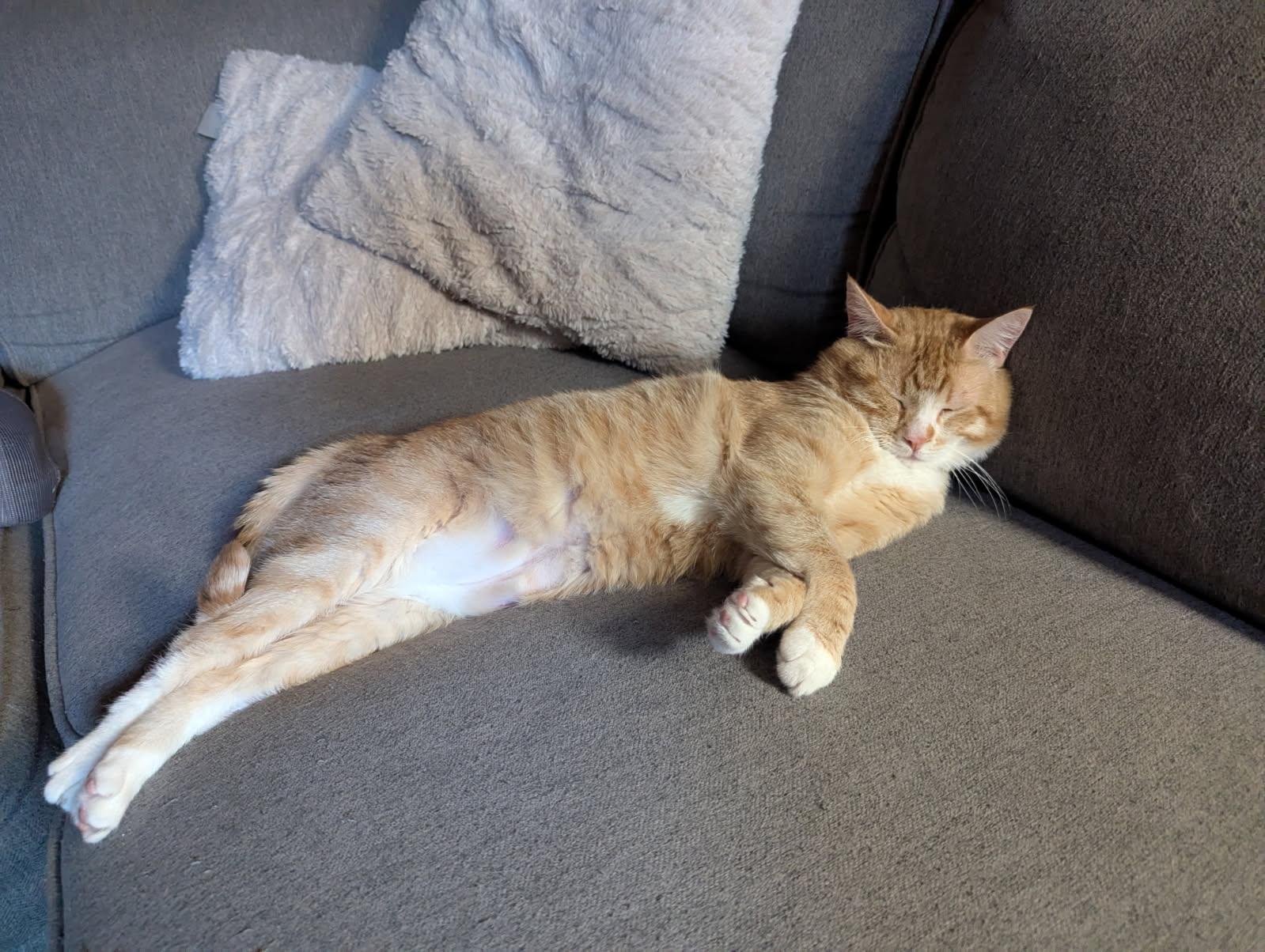 DOUG, adoptable, Adult Male American Shorthair.