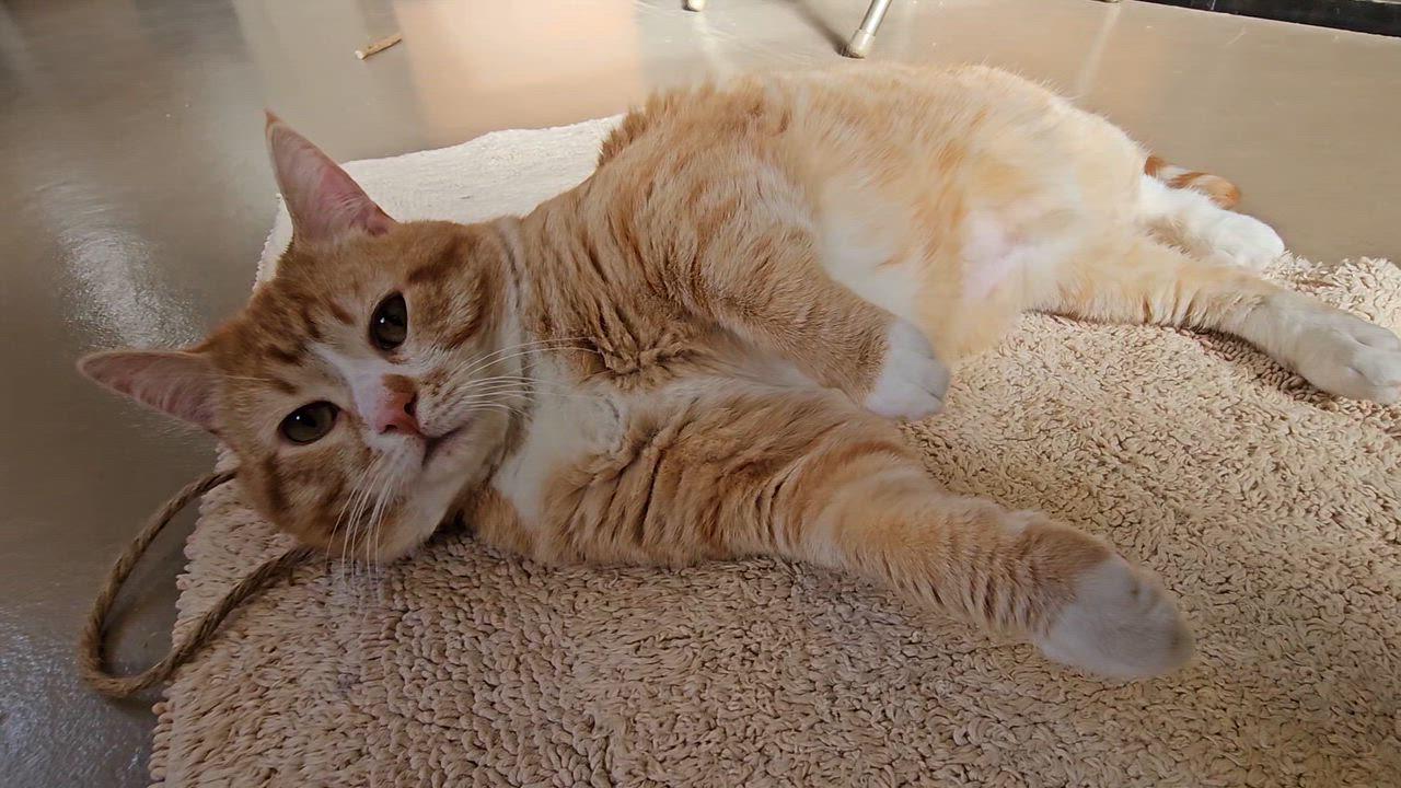 Enlarge DOUG, an adoptable American Shorthair in Pinedale, WY video 3/6