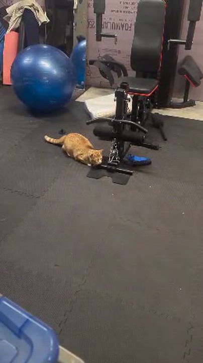 Enlarge DOUG, an adoptable American Shorthair in Pinedale, WY video 6/6