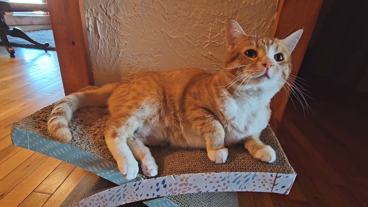 Enlarge DOUG, a Adoptable American Shorthair in Pinedale, WY video 4/6