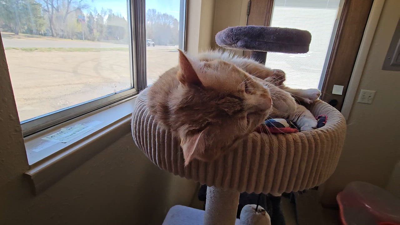 Enlarge Doug, an adoptable American Shorthair in Pinedale, WY video 5/5