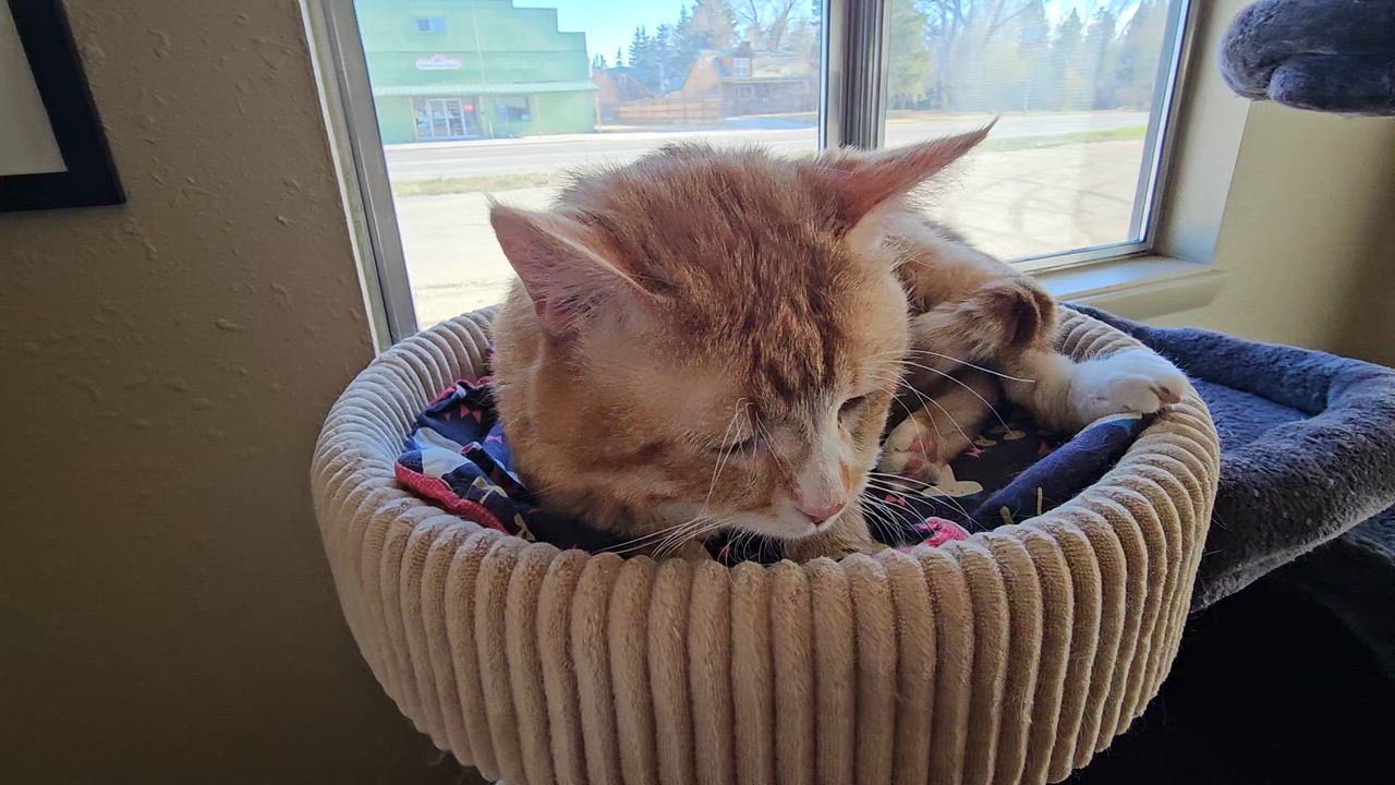 Enlarge Doug, an adoptable American Shorthair in Pinedale, WY video 2/5