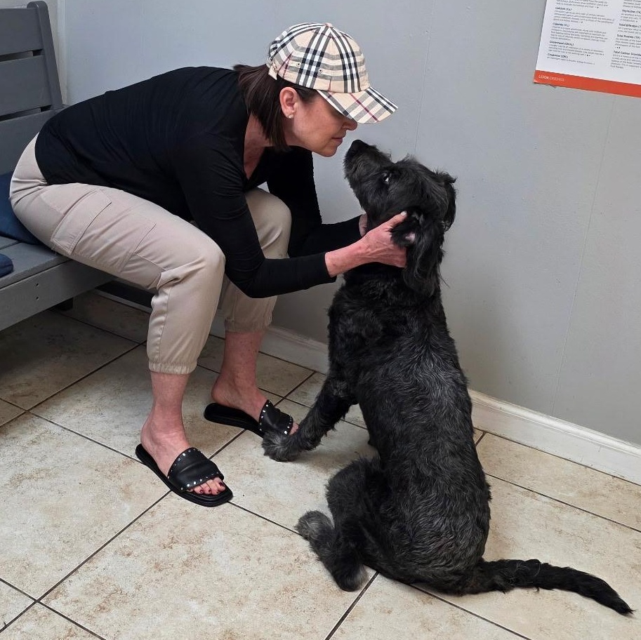 Enlarge Ruby (Ember), an adopted Labradoodle in coral gables, FL image 4/4