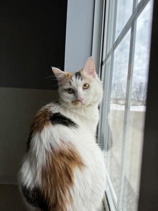 Norma Jean, ADOPTABLE, Adult Female Domestic Long Hair.