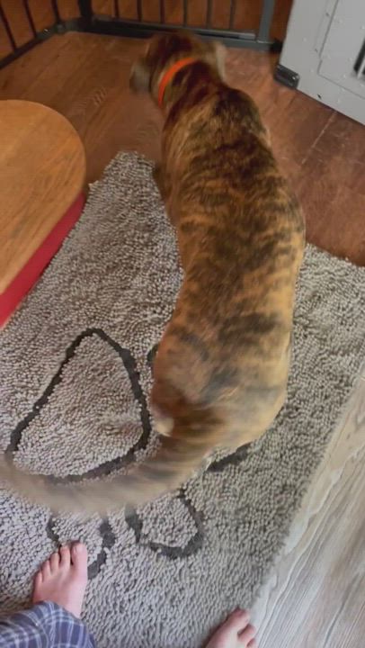 Enlarge Bug, a Adopted mixed breed in Mantua, OH video 1/6