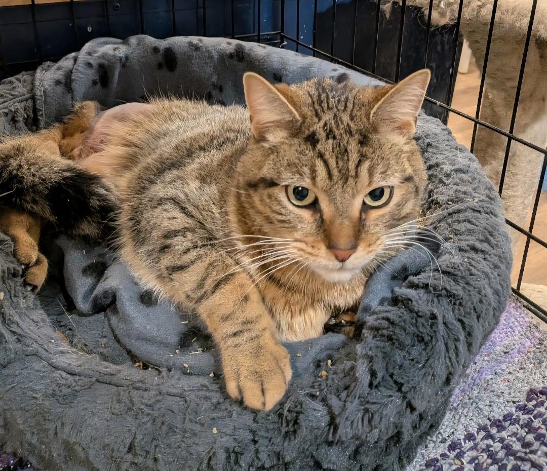 Enlarge Georgie, a ADOPTABLE Tabby in Hamilton, ON image 2/3