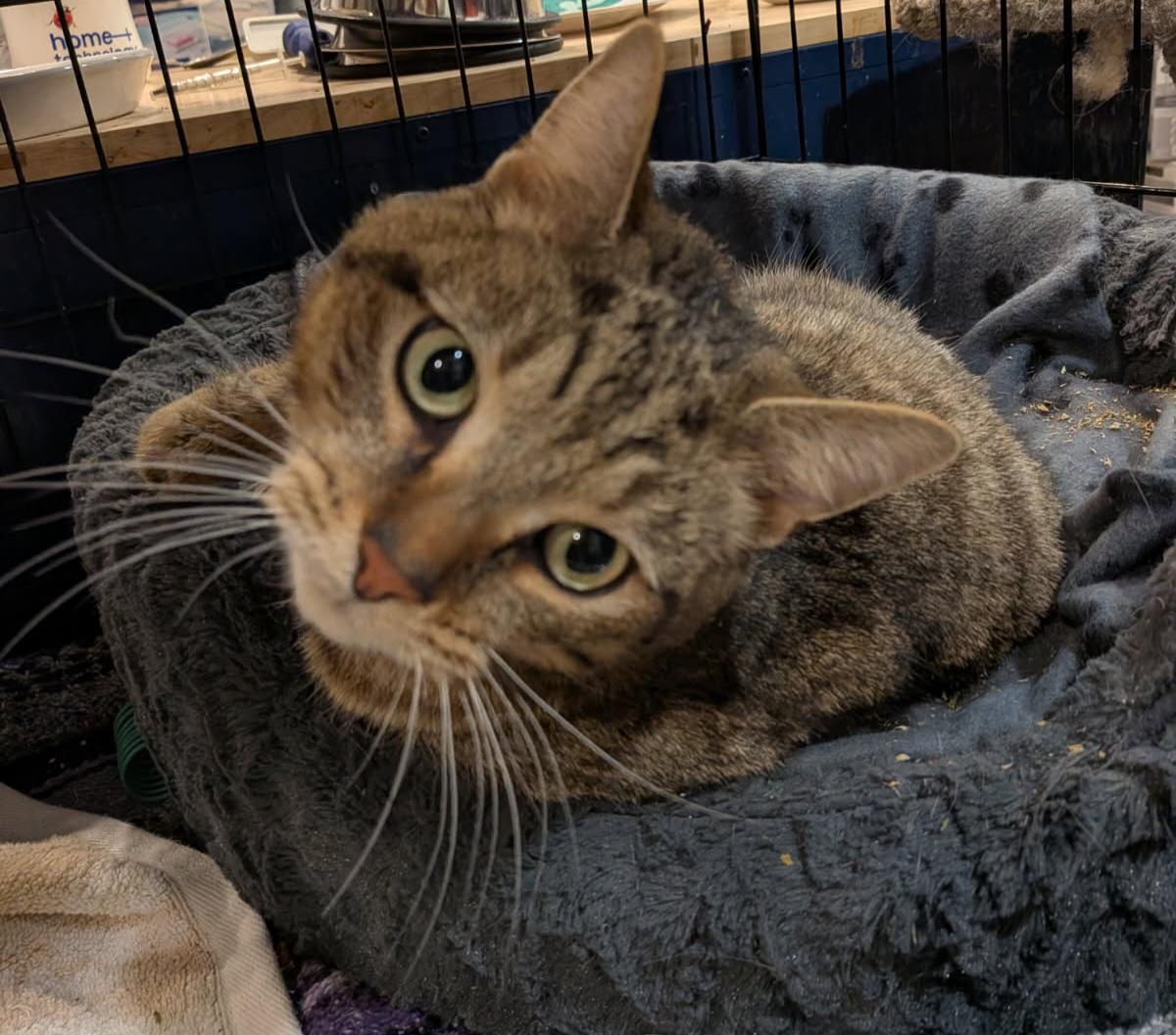 Enlarge Georgie, a ADOPTABLE Tabby in Hamilton, ON image 3/3