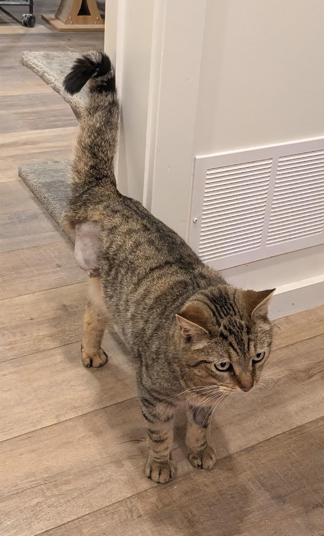 Enlarge Georgie, a ADOPTABLE Tabby in Hamilton, ON image 1/3