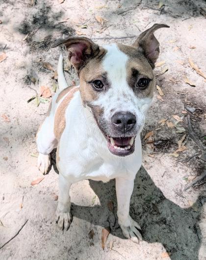 Arlo, Adoptable, Adult Male Retriever & Mixed Breed.