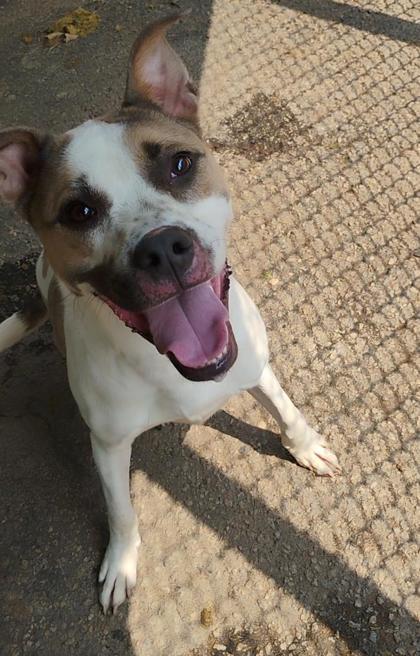 Enlarge Arlo, a Adoptable mixed breed in Spartanburg, SC image 1/2