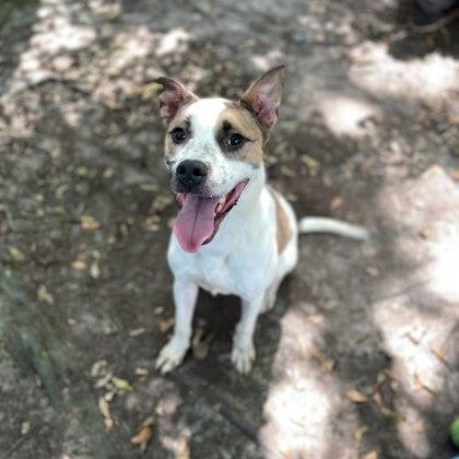 Enlarge Arlo, a Adoptable mixed breed in Spartanburg, SC image 2/2