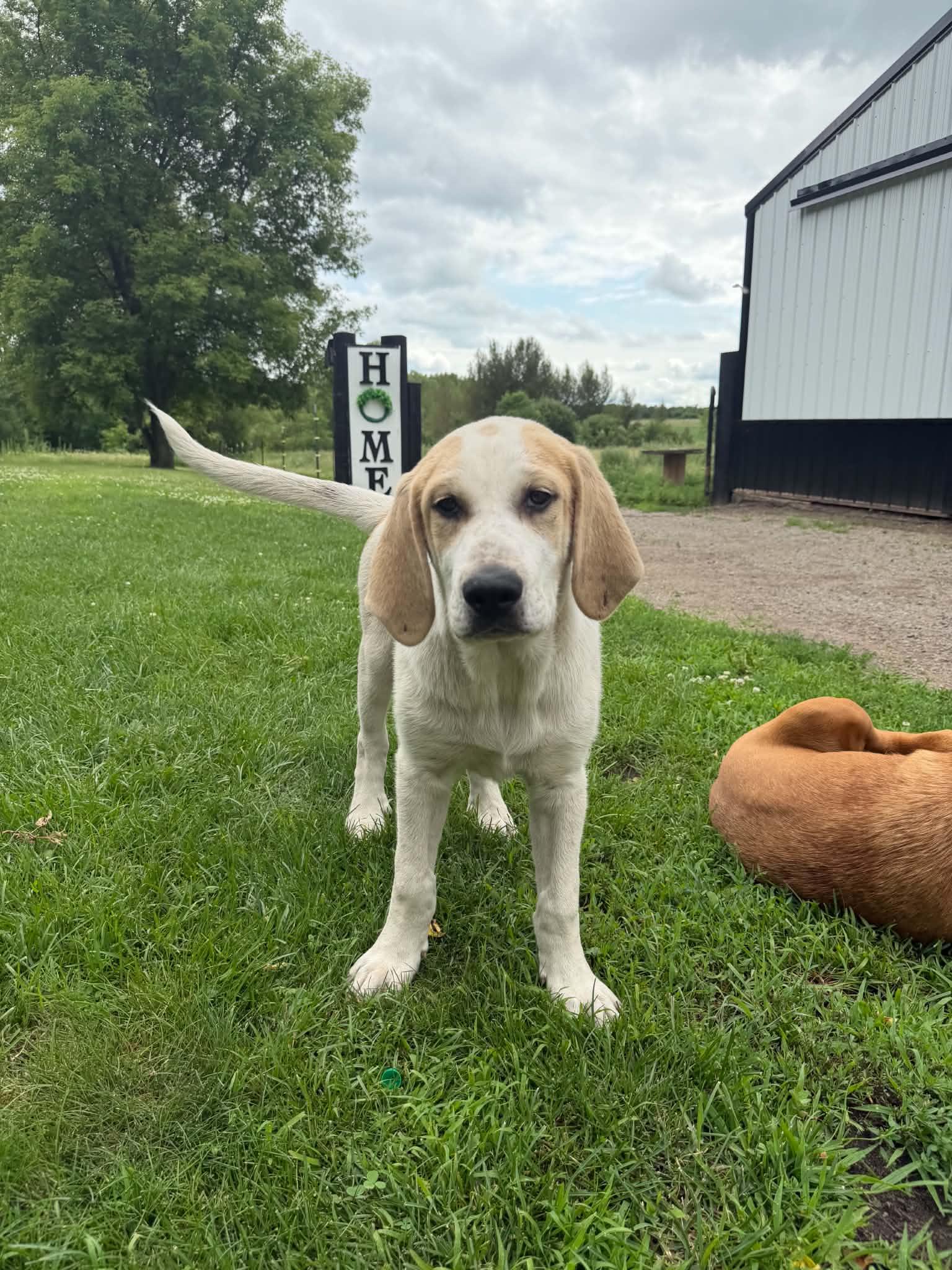 Enlarge Chase Foster Needed!, a Adoptable mixed breed in Buffalo, MN image 1/3
