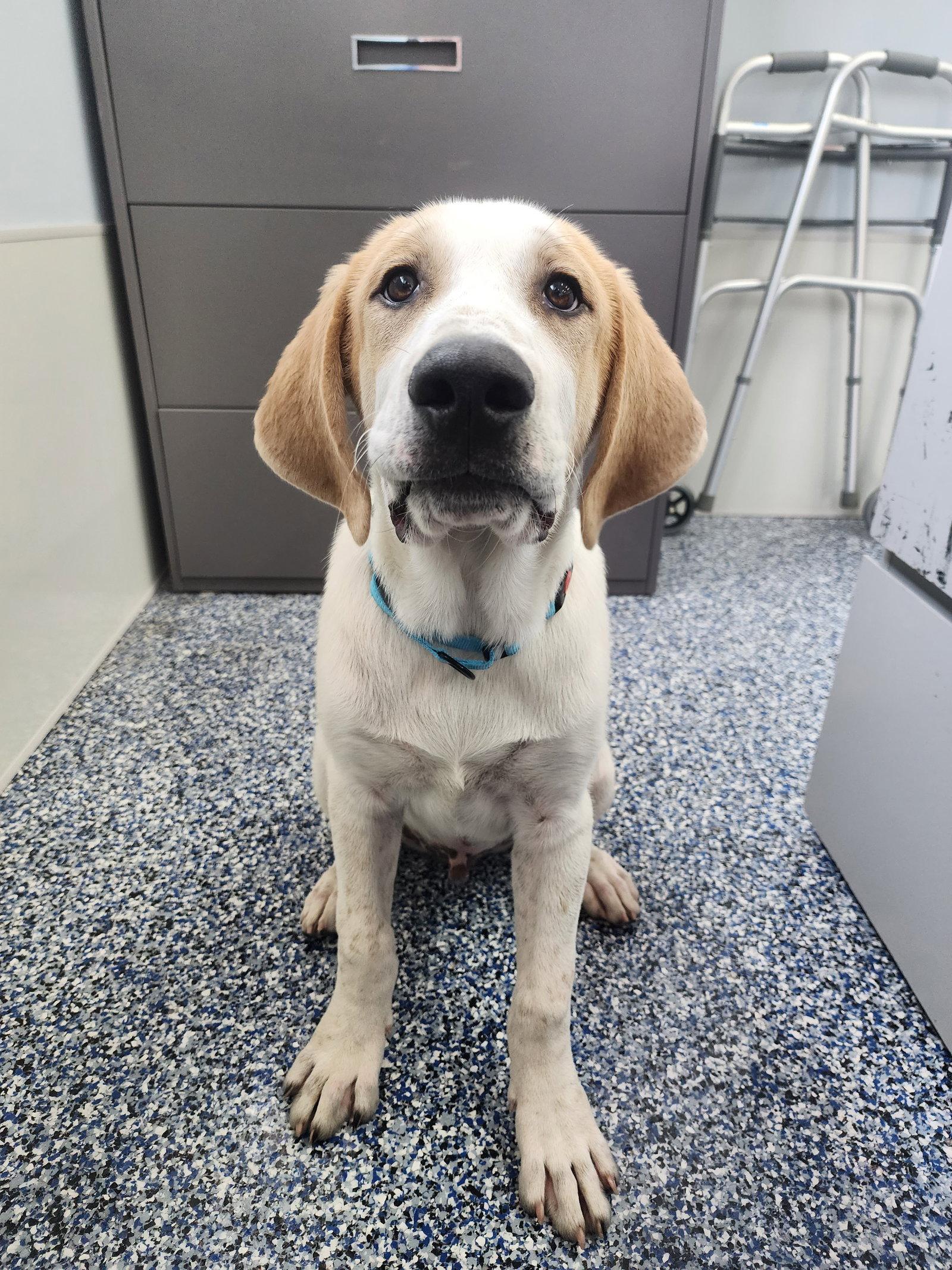 Enlarge Chase Foster Needed!, a Adoptable mixed breed in Buffalo, MN image 2/3