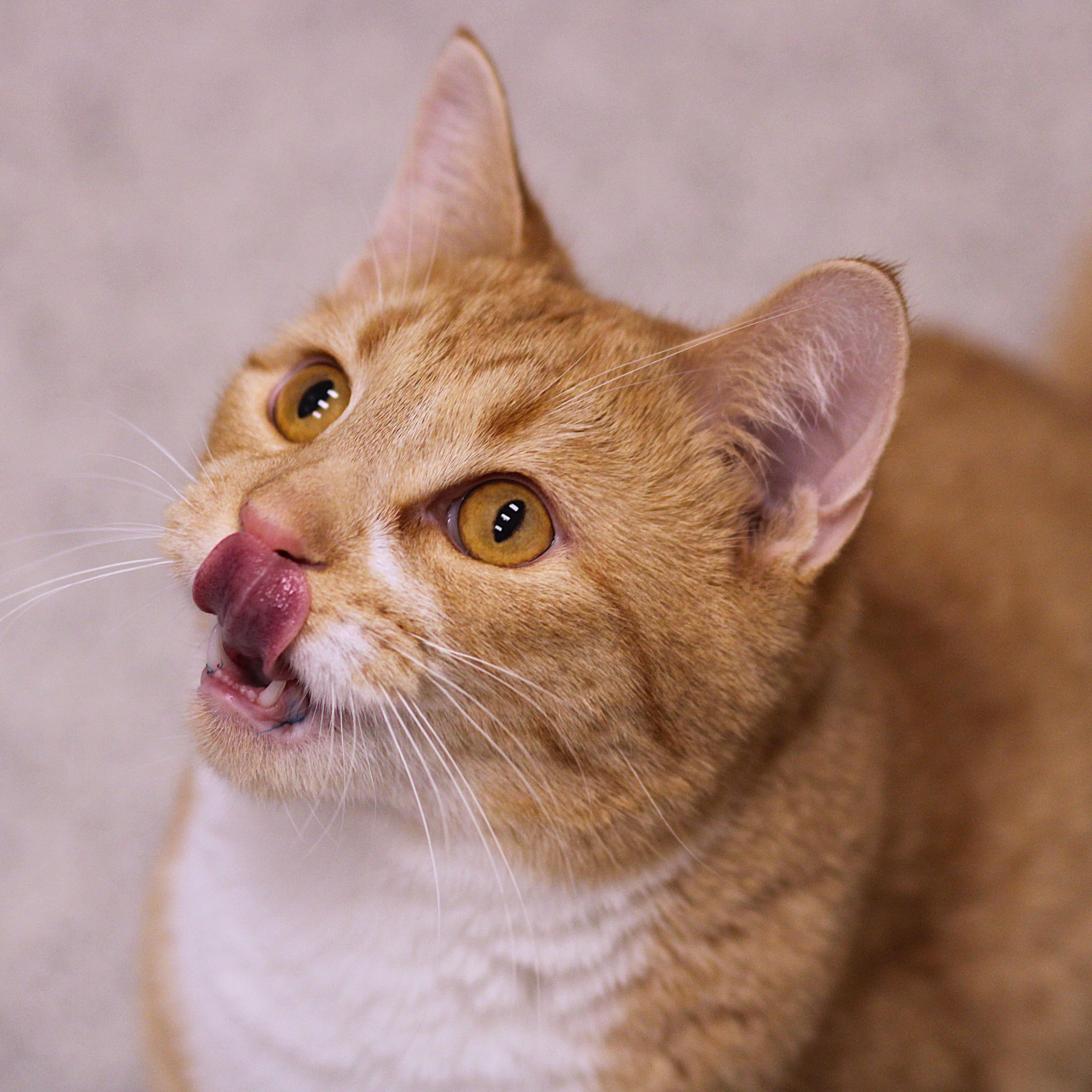 Enlarge Hokey Pokey, a ADOPTABLE Domestic Short Hair in Cooperstown, NY image 5/6