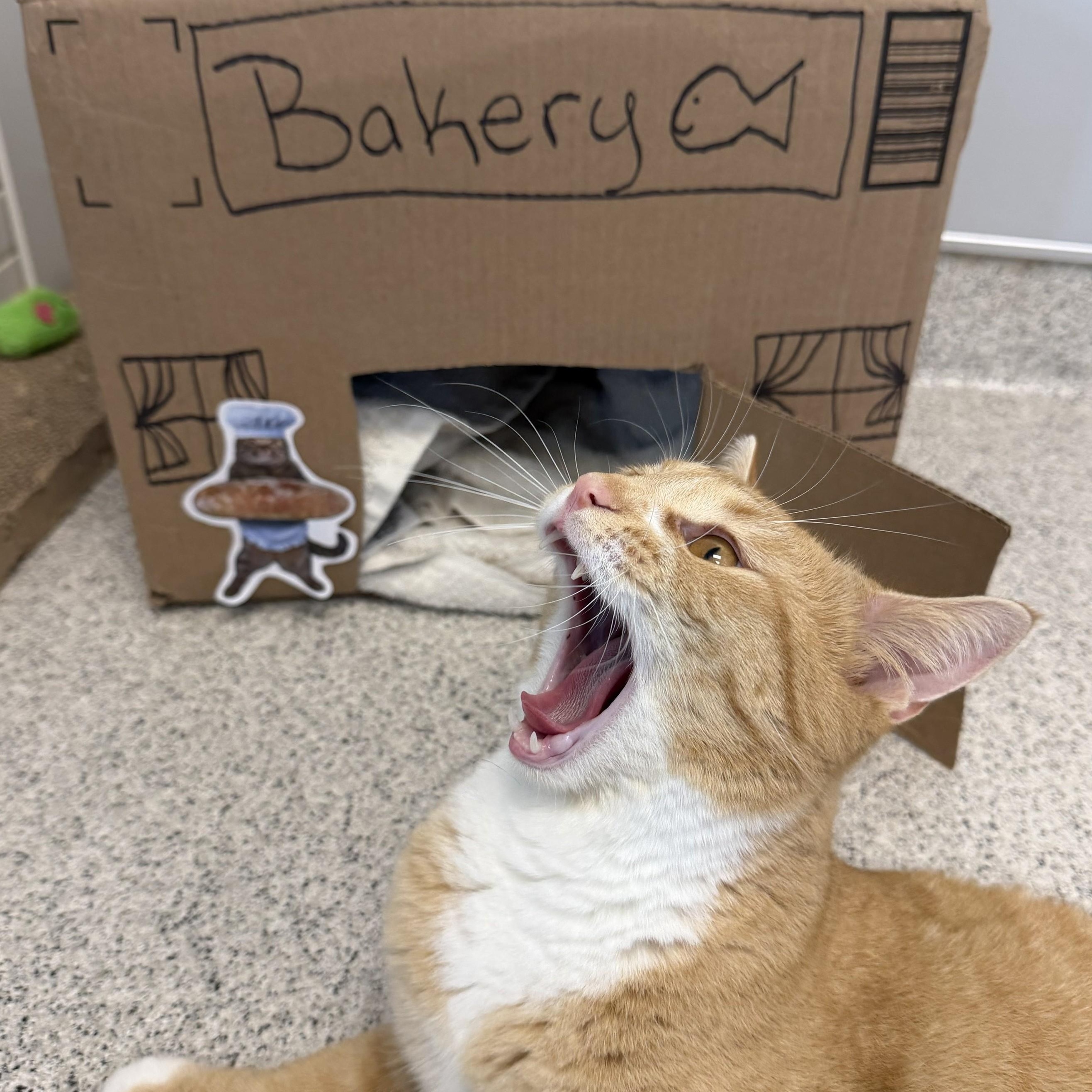 Hokey Pokey, ADOPTABLE, Young Male Domestic Short Hair.