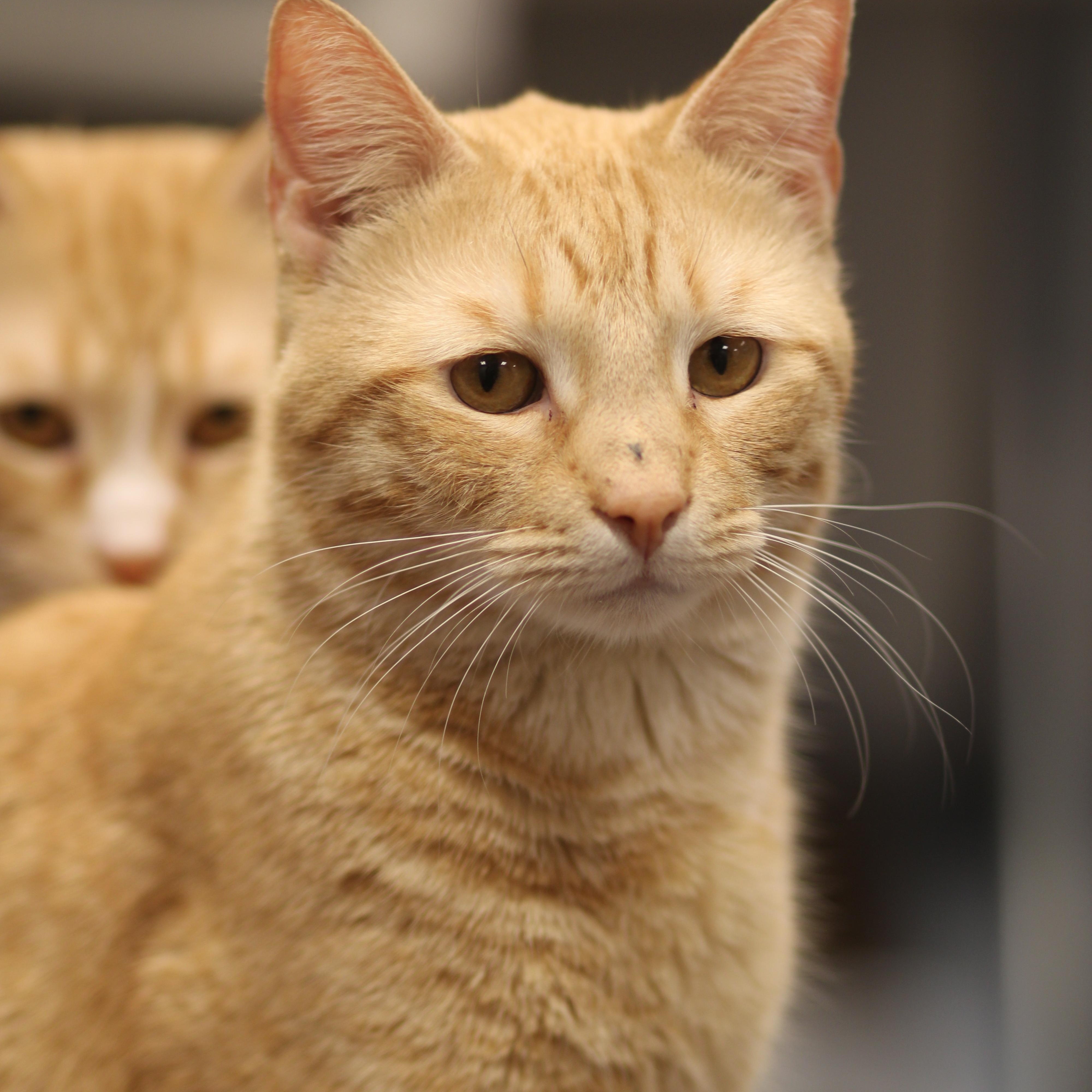 Hokey Pokey, ADOPTABLE, Adult Male Domestic Short Hair.